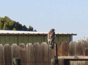 Hawk Visitor